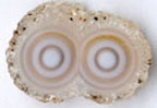 Agate tranche